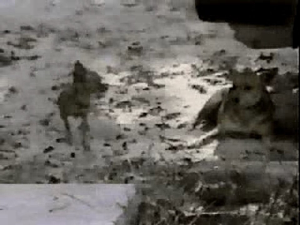 BAGARRE DE CHIENS