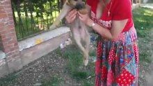 Puppy