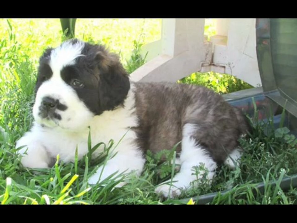 Olivia de Can Font (Saint Bernard elevage de Can Font)