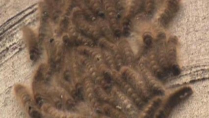 UN says eating insects could tackle world hunger