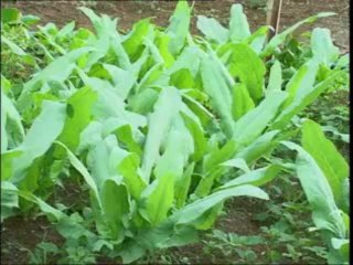 Tự chữa tắc tia sữa bằng lá bồ công anh - 091 565 6879 để được điều trị nhanh