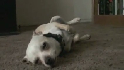 Ce chihuahua déteste prendre le bain