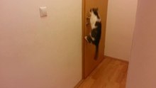 Кошка открывает 5 дверей / Cat opens 5 doors