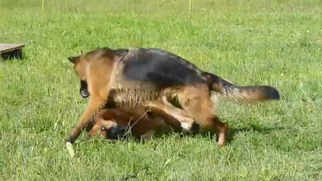 Stage A l'écoute du chien : Jeu Twiggy-Eris