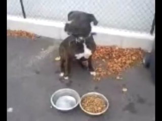 Chien de sécuriter très bien dresser