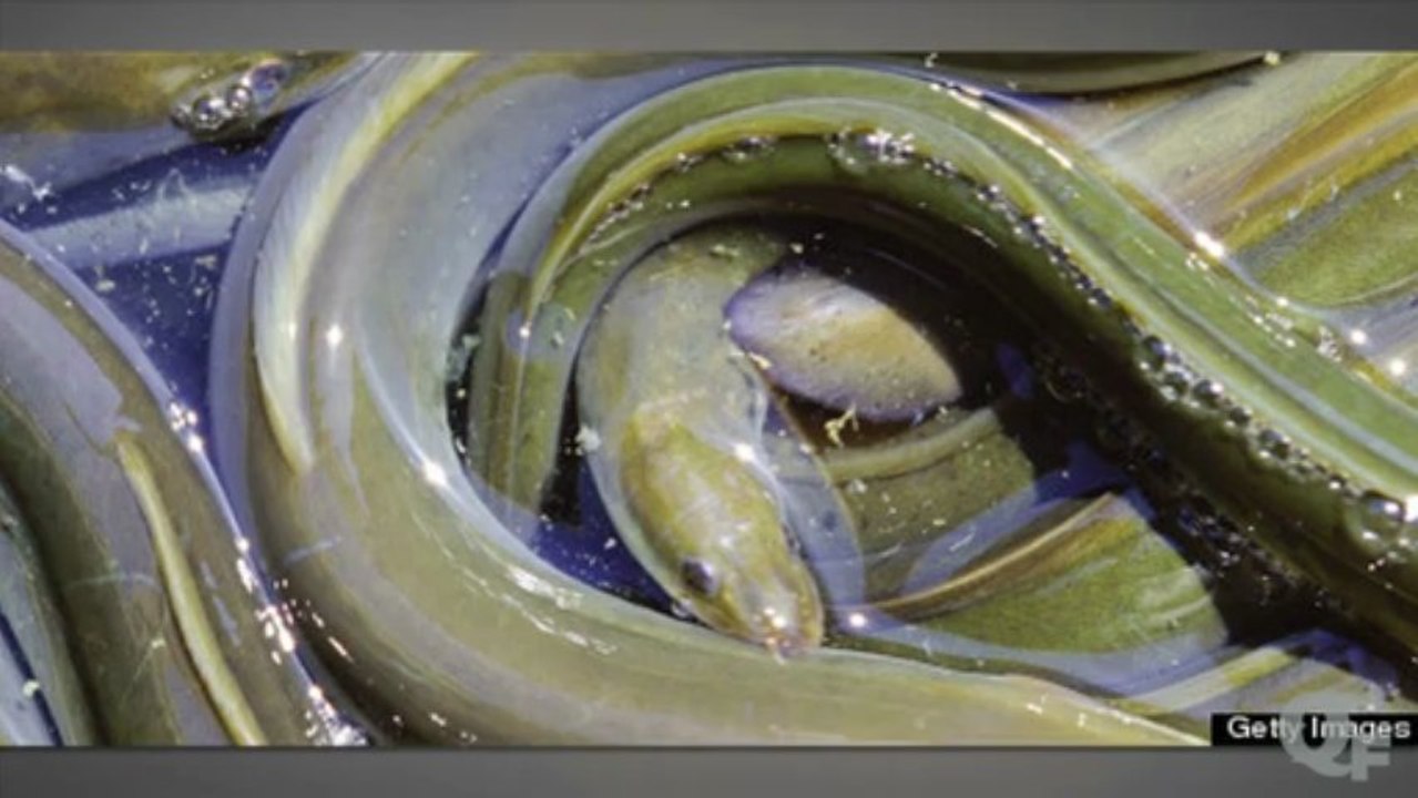 Man Hospitalized After Putting Live Eel In Anus