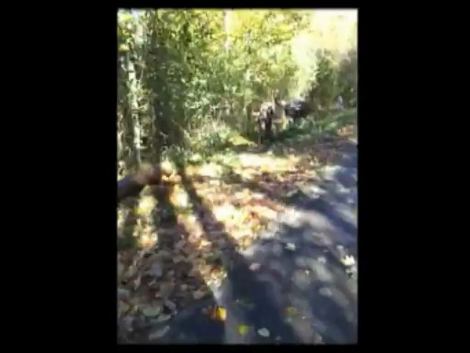 Débardage avec les boeufs de Philippe Kuhlmann Novembre 2012