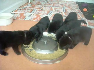 14 mai 2013 : début du repas (beginning of meal)