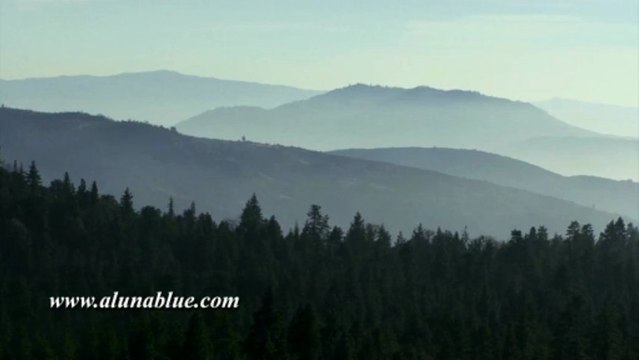 Stock Video - Stock Footage - Video Backgrounds - Forest 0205