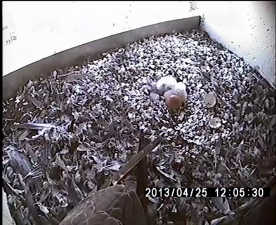 Premier nourrissage des 2 premiers poussins