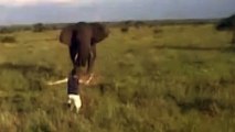 Ivre, il se met à charger un éléphant !