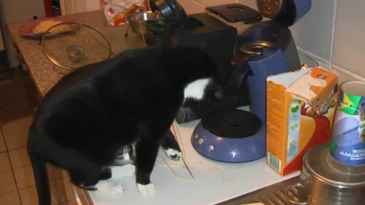 Die spaghetti diebin