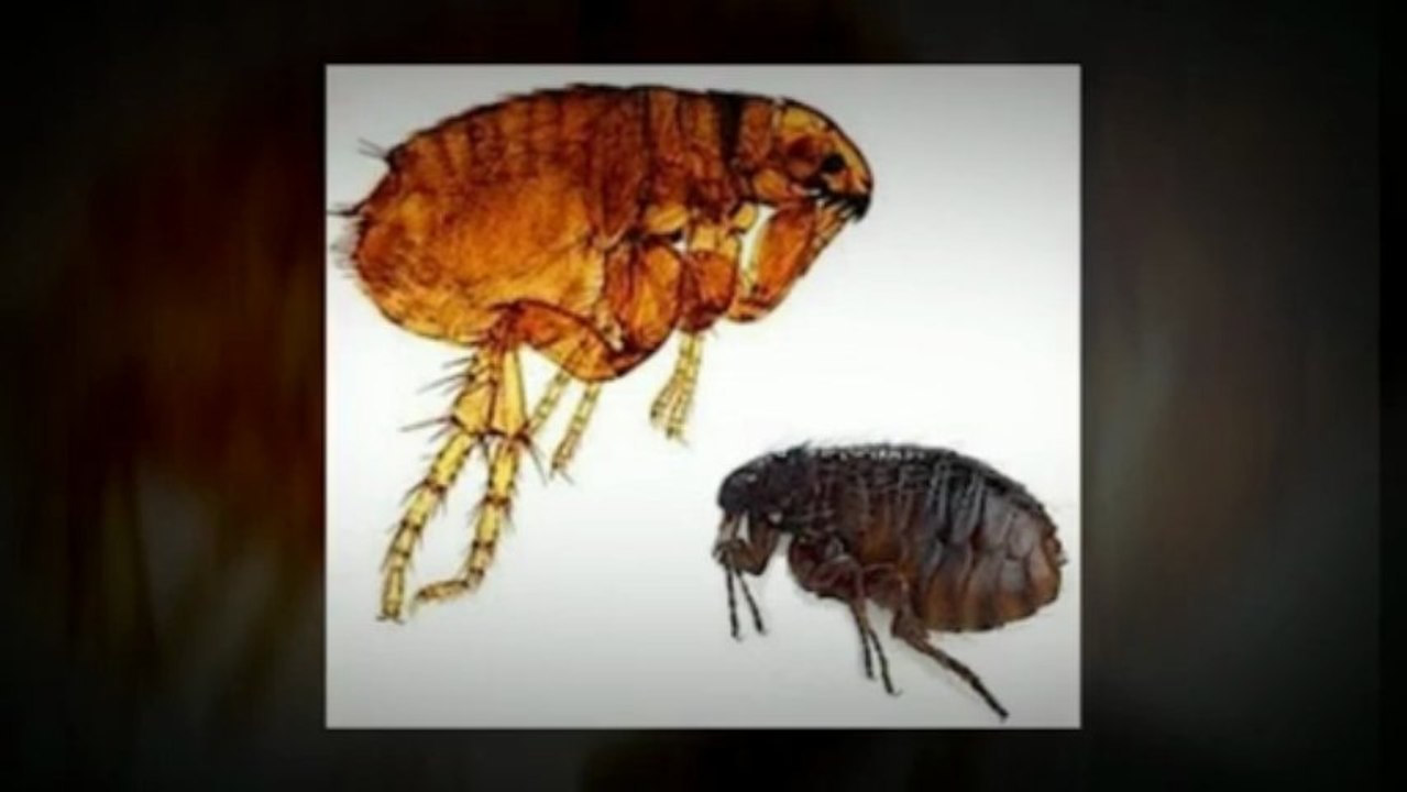 Exterminators Buckingham
