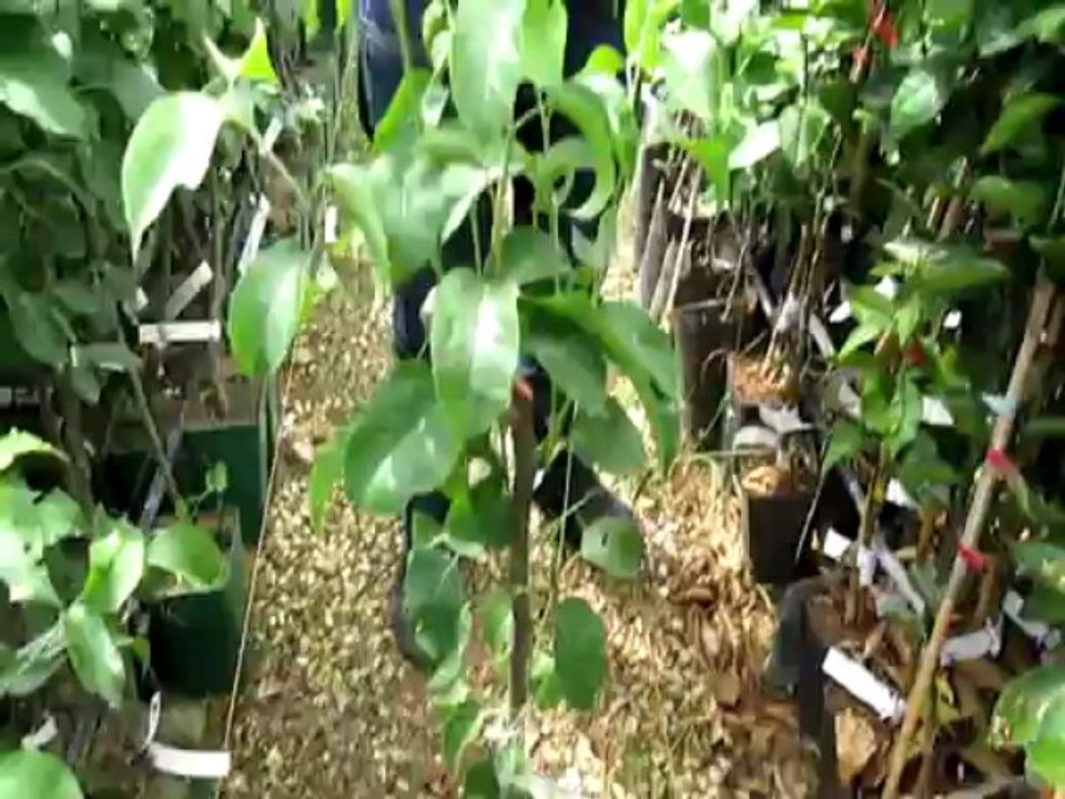 Saksı İçerisinde Yarı Bodur Bodur Armut Fidanı-Ağacını Terasta Evde Balkonda Yetiştirebilirmiyim