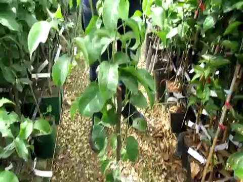 Saksı İçerisinde Yarı Bodur Bodur Armut Fidanı-Ağacını Terasta Evde Balkonda Yetiştirebilirmiyim