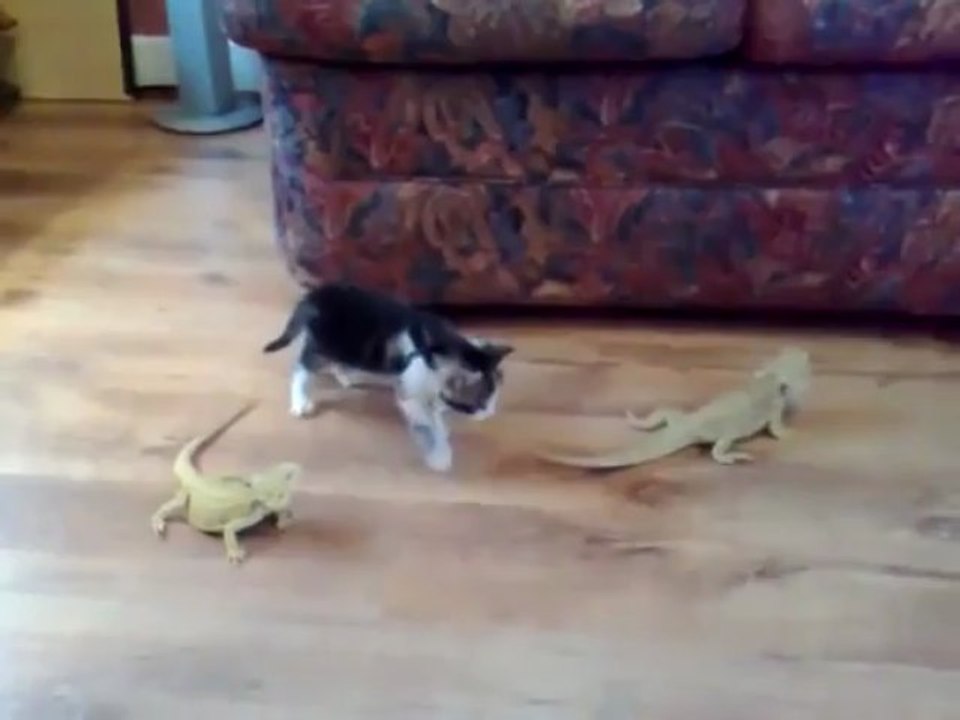 gatito muy asustado