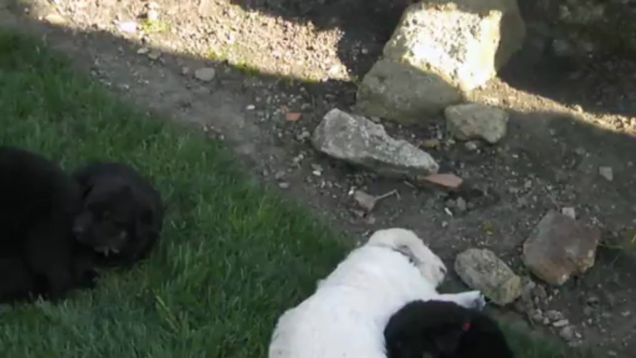 Les Goldens à 5 semaines