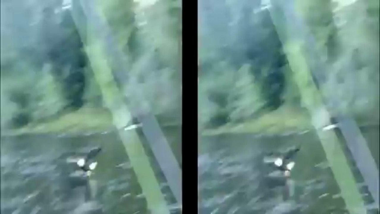 Un aigle pêche à côté de sa ligne de pêche...Incroyable!