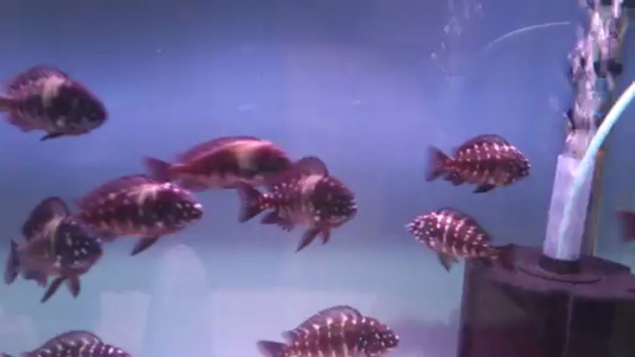 MOV_0112