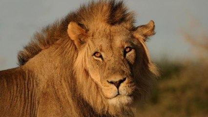 Lion Meat Tacos: Disgusting or Delicious?