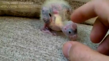 sultan papagani yavrusu