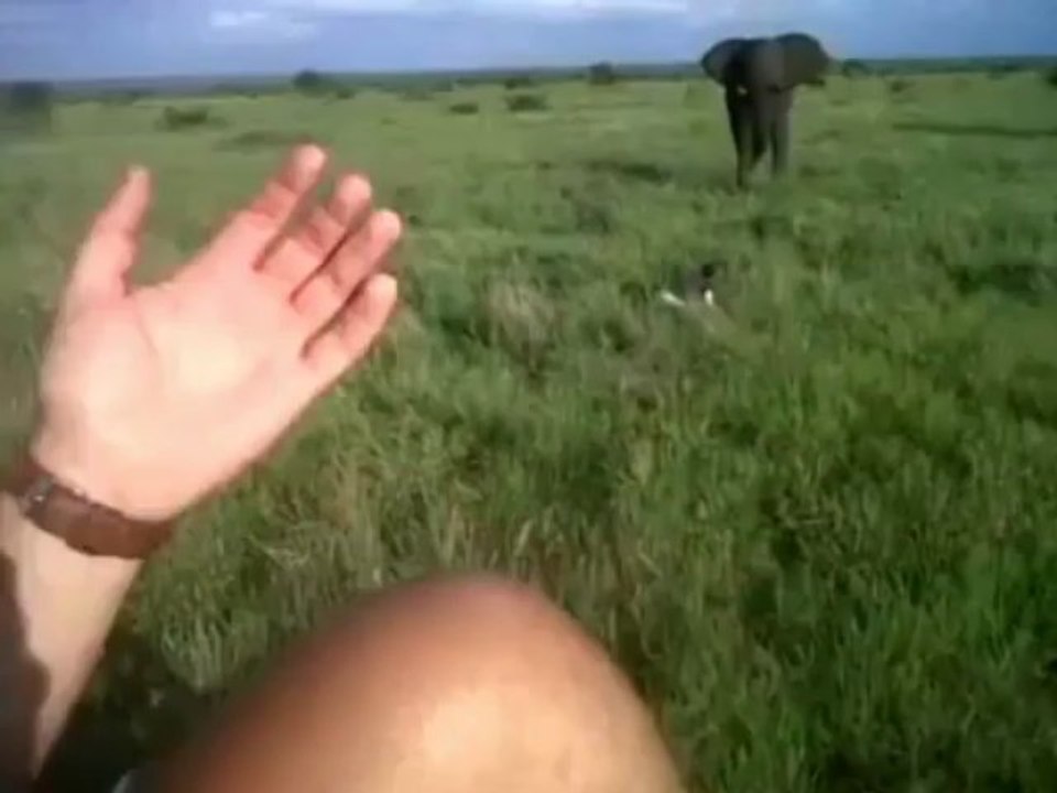 Un homme bourré charge un éléphant ! Drunk guy vs Elephant !