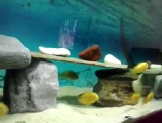 AYTEKİN ÇETİNTAŞ 2E 10D KRİZA GOLD