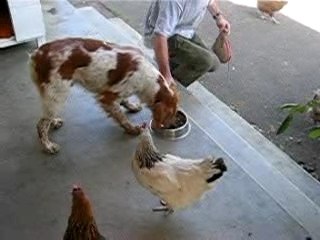 mon chien et les poules
