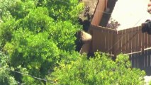Bear causes panic in Californian neighborhood