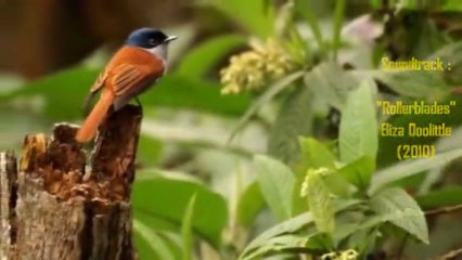 Balade two-beestique en Forêt de Bébour (Reunion Island)