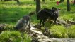 Les loups noirs Timberwolf s'installent au Parc Sainte Croix