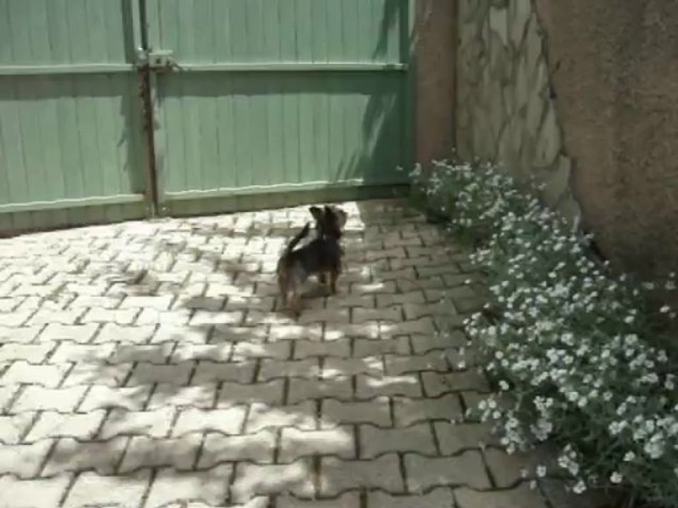 attention chien méchant