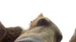 Quand un ours essaie de manger une GoPro