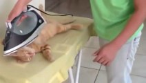 Kitten Loves to Be Ironed