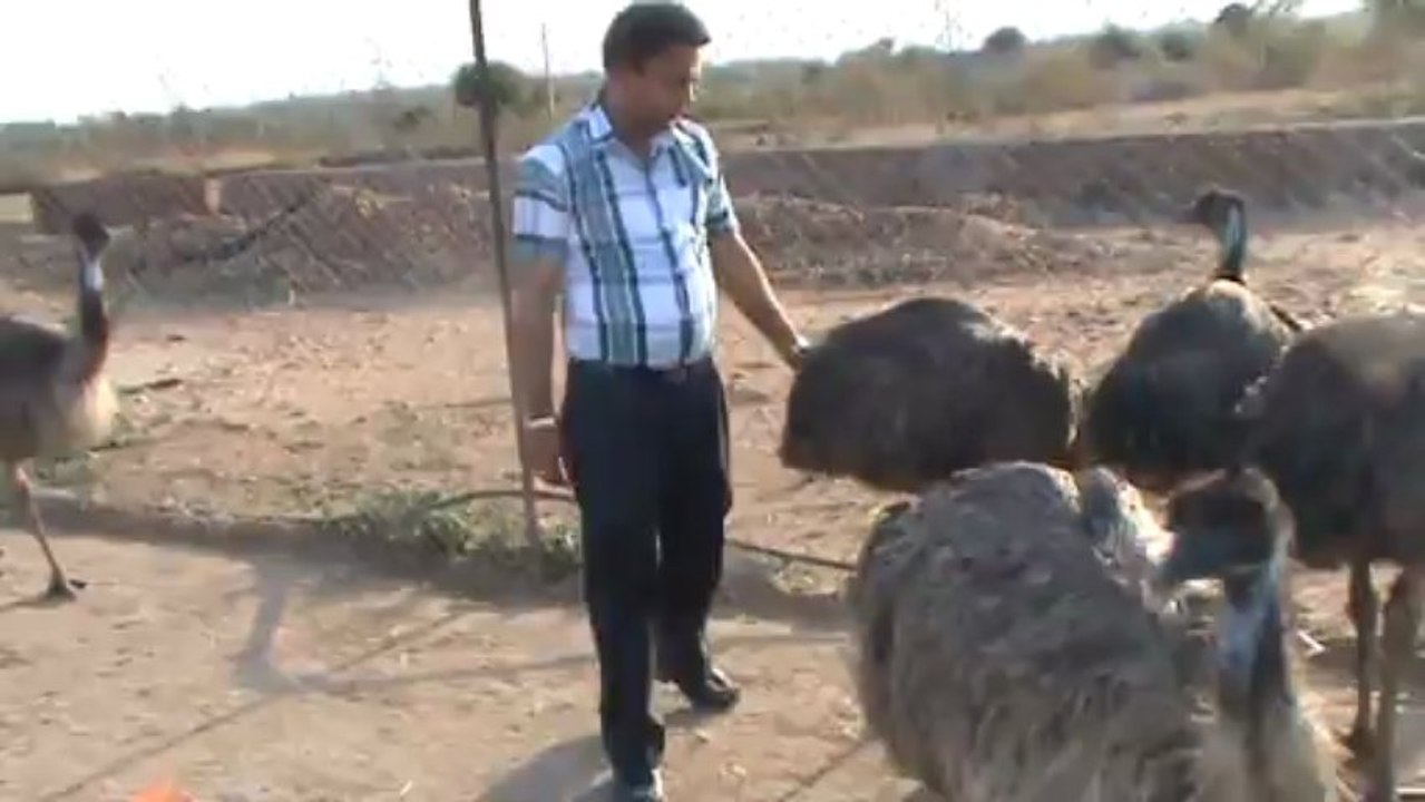 emu bird