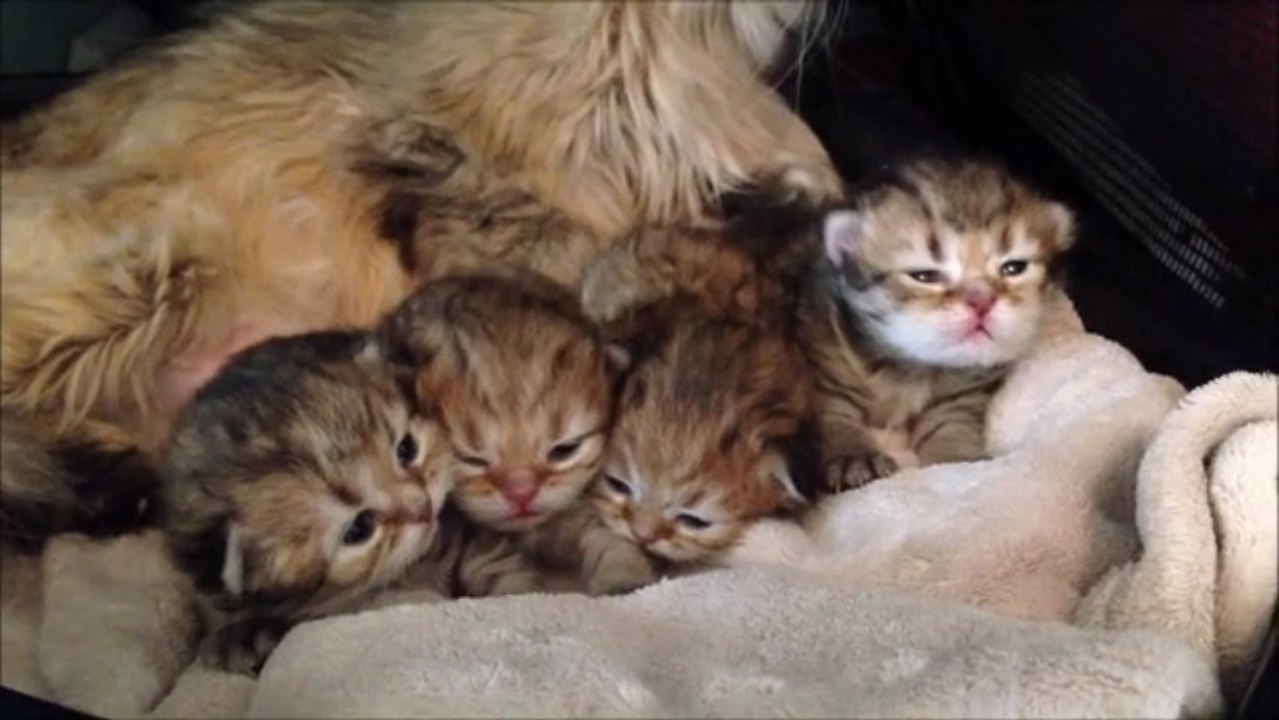 Portée de Célyah du 12 mai 2013 - Chatons Persans Golden Shaded