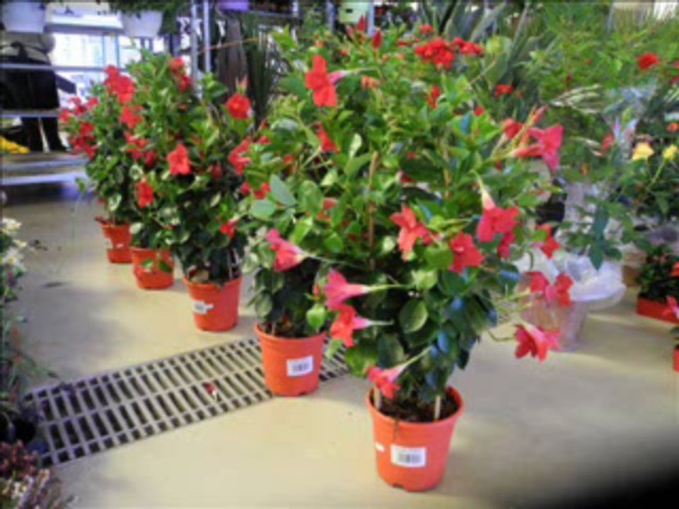 marchefleurs