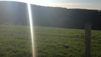 Le loup en Lozère : la bête est désormais en Aubrac