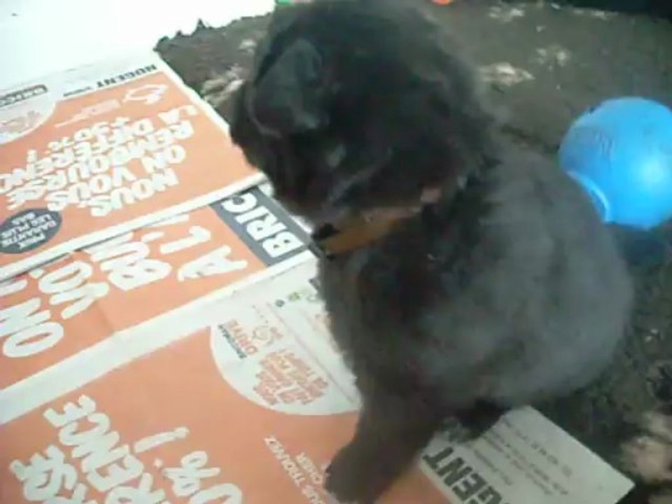 15 mai 2013 : chiots Celtic (24 jours)