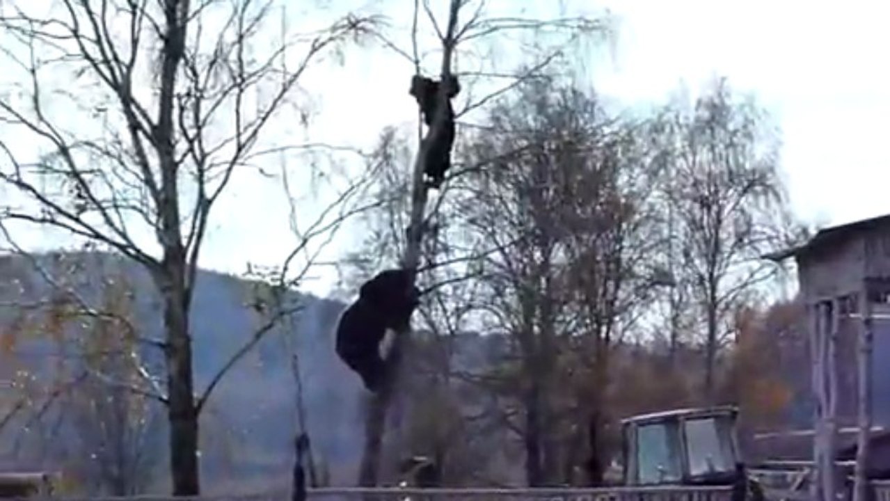 Ours Vs. Homme dans un arbre