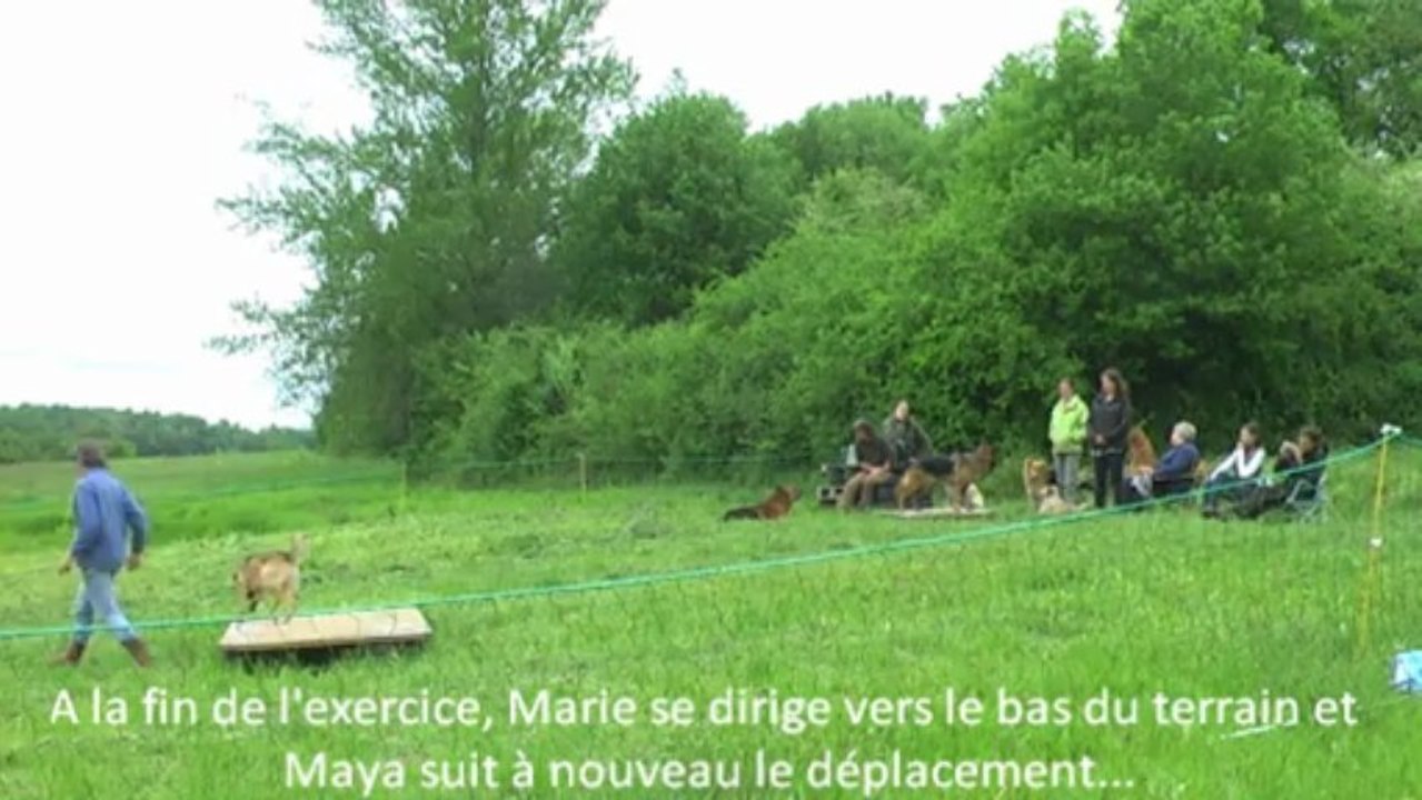 Exemples de l'influence de nos déplacements chez le chien