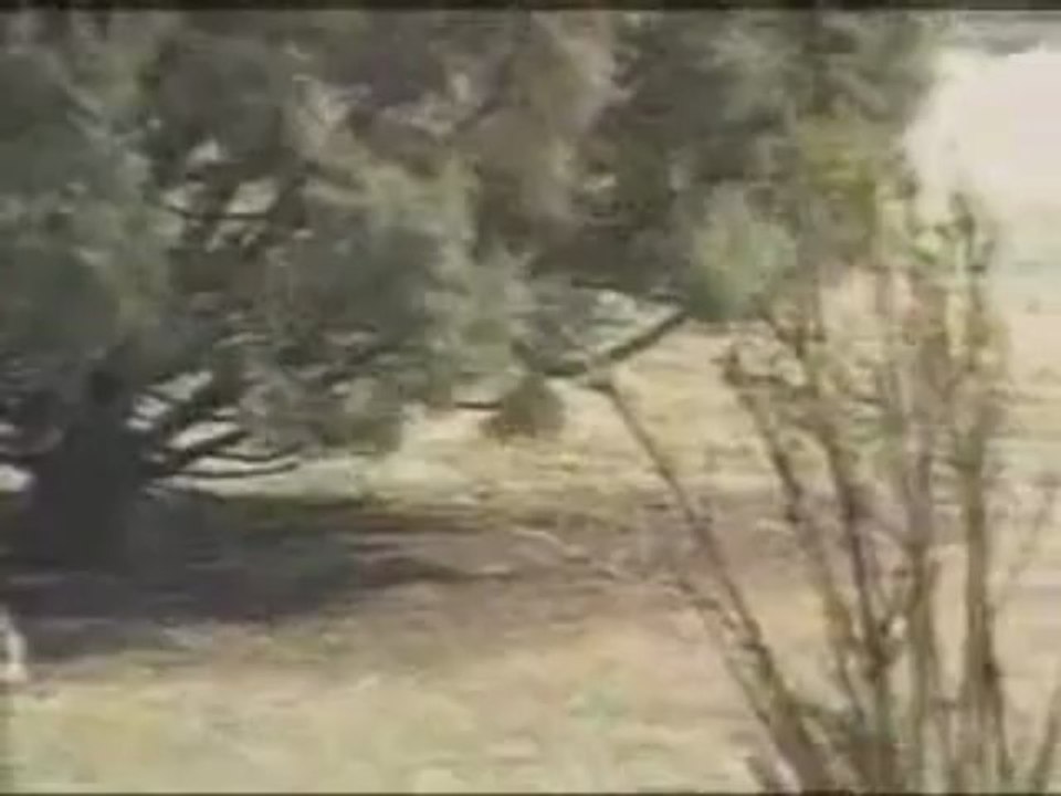 Rabbit vs snake