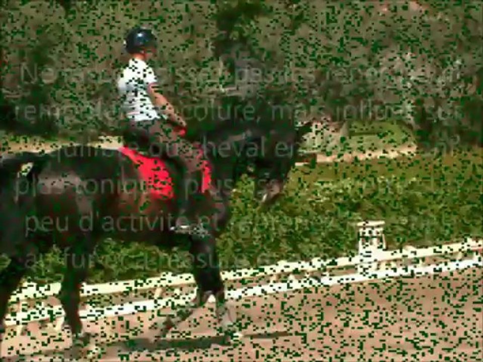 Laisser filer les rênes ou l'extension d'encolure