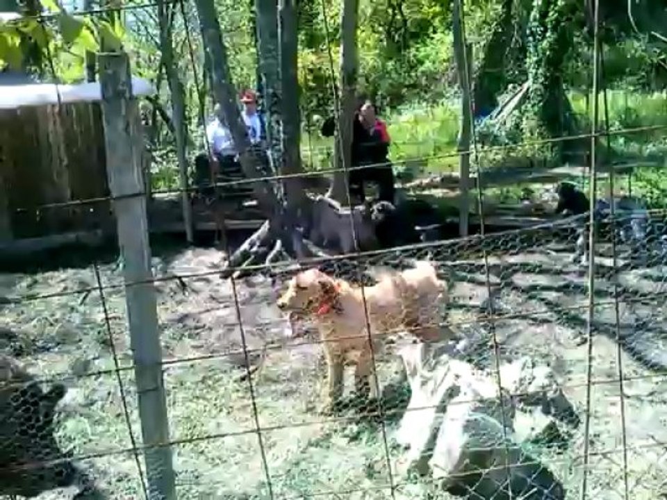 CAM38