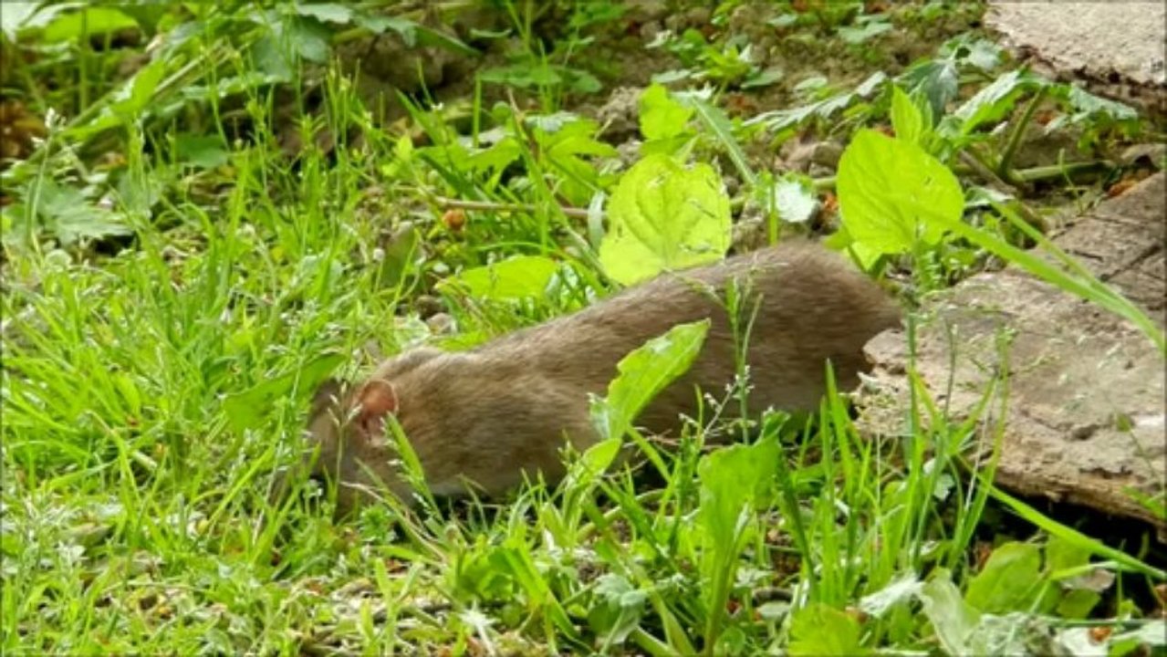 Rat brun ou surmulot