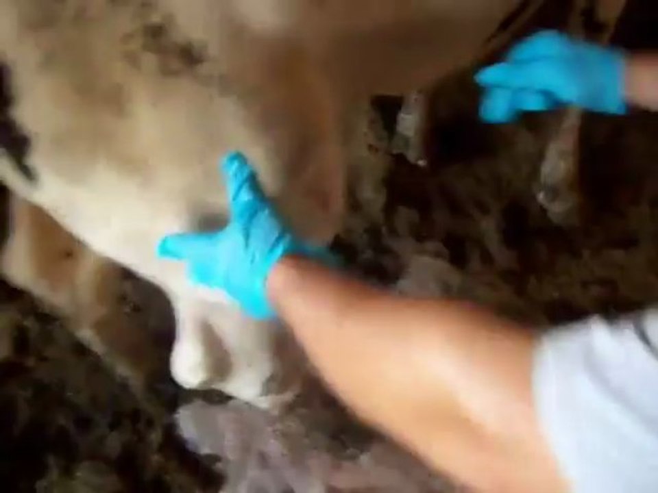 cow abcess