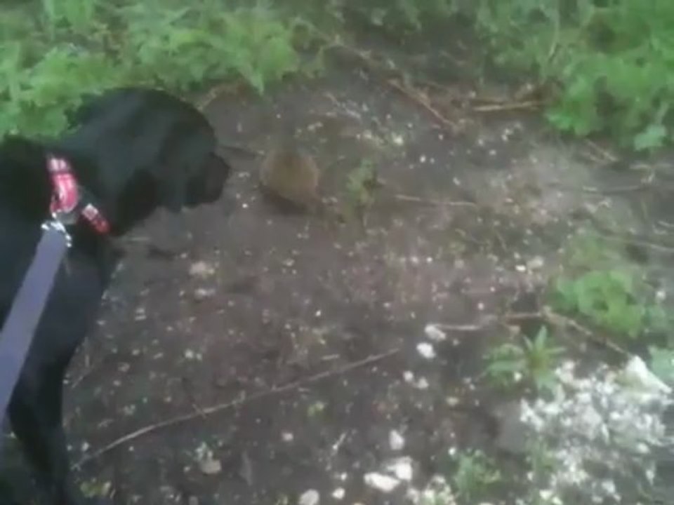 The dog and the hedgehog
