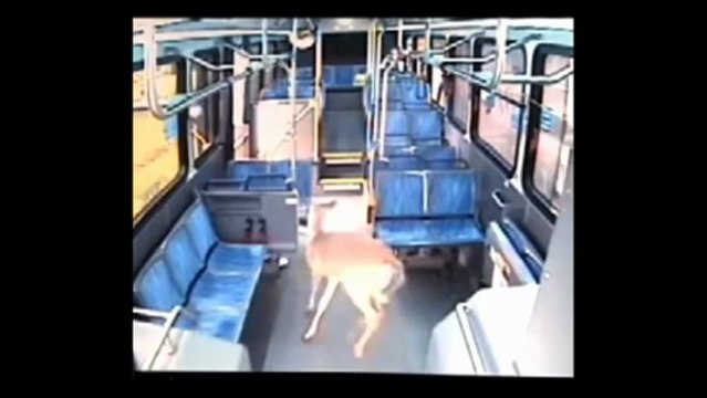 Surveillance_ Deer crashes through windshield of Johnstown, PA CamTran bus & walks out front door
