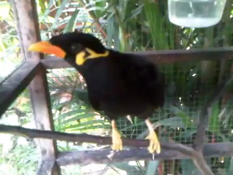 VID-20111203-00023