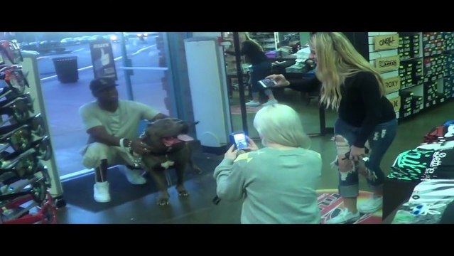 La plus gros Pit Bull : The Rock